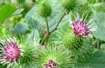 血液をキレイにし、消化を助けるハーブ🌱バードックの巻