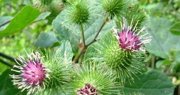  血液をキレイにし、消化を助けるハーブ🌱バードックの巻