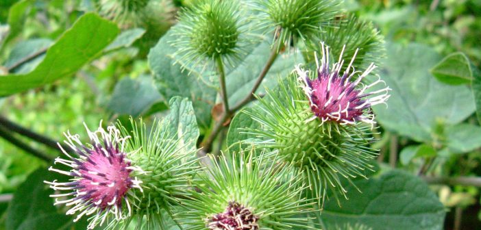  血液をキレイにし、消化を助けるハーブ🌱バードックの巻