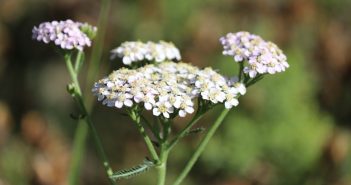 血にまつわること:月経の問題にも効くハーブ🌱ヤローの巻