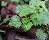 頼もしい万能ハーブ、花粉症の予防にも使える🌱ネトルの巻