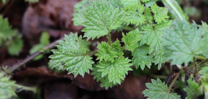 頼もしい万能ハーブ、花粉症の予防にも使える🌱ネトルの巻