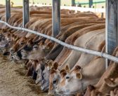 058 | 乳製品スキャンダルのその後