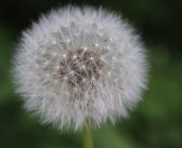 デトックス効果絶大！🌱 タンポポの巻