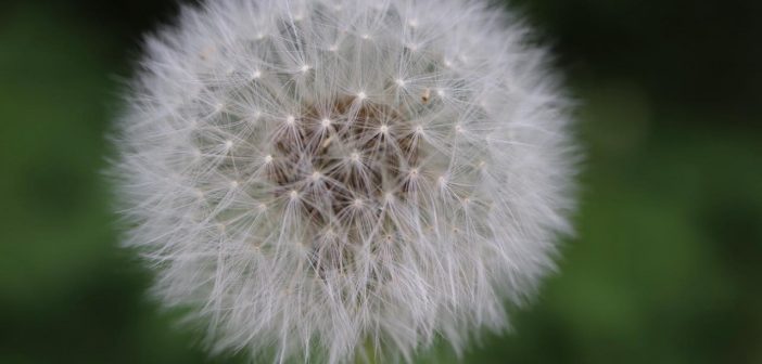 デトックス効果絶大！🌱 タンポポの巻