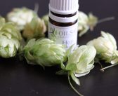 不眠を改善し、胃を強くする！ 🌱  ホップの巻